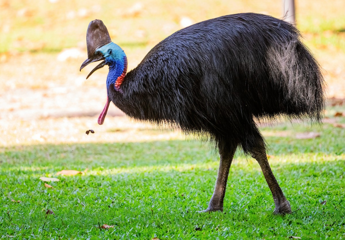 Southern Cassowary - ML643970673