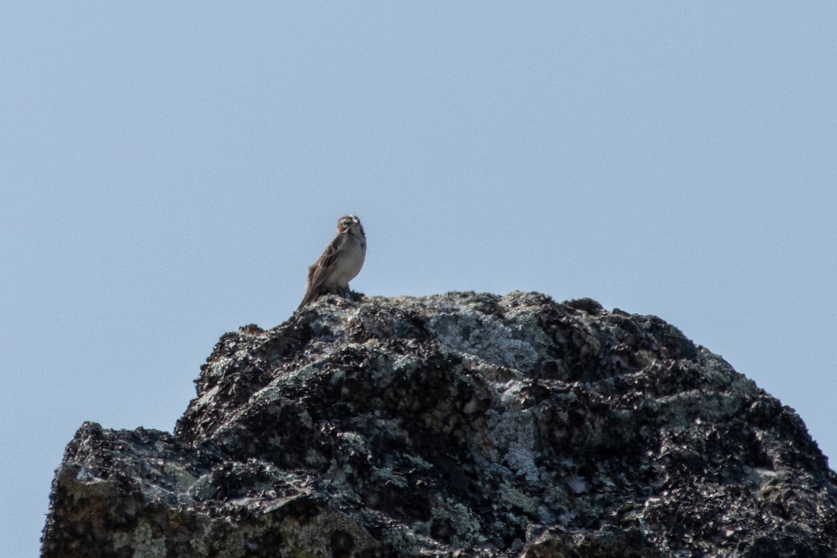 Lark Sparrow - ML643970678