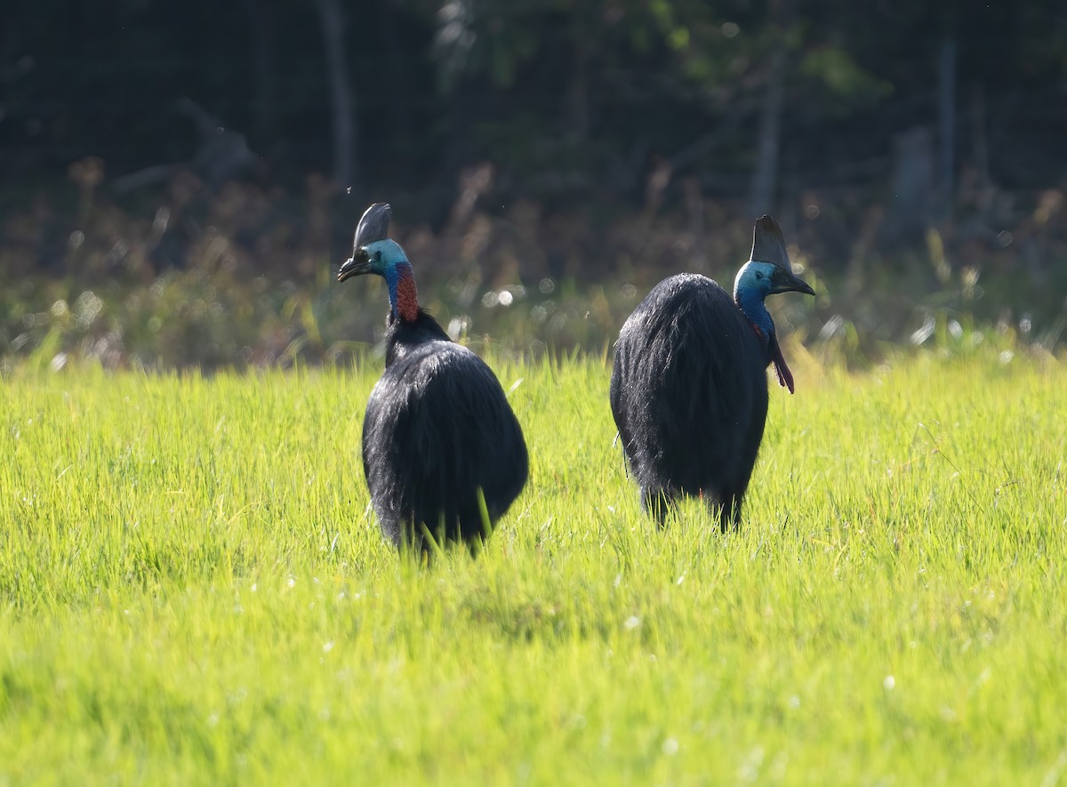 Southern Cassowary - ML643970694
