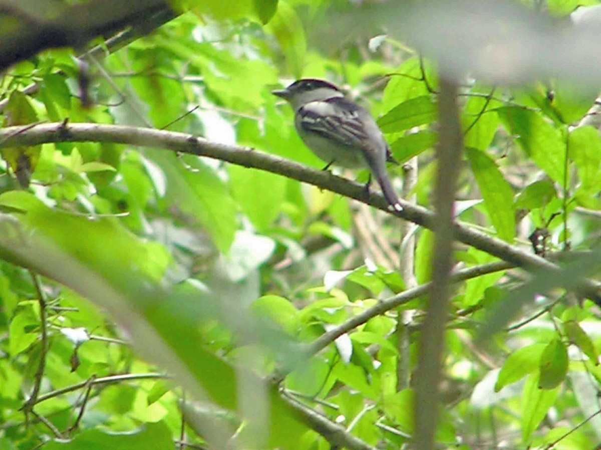 Gray-collared Becard - ML643970701