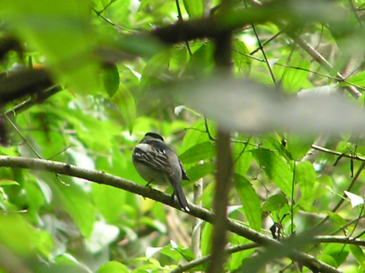 Gray-collared Becard - ML643970702