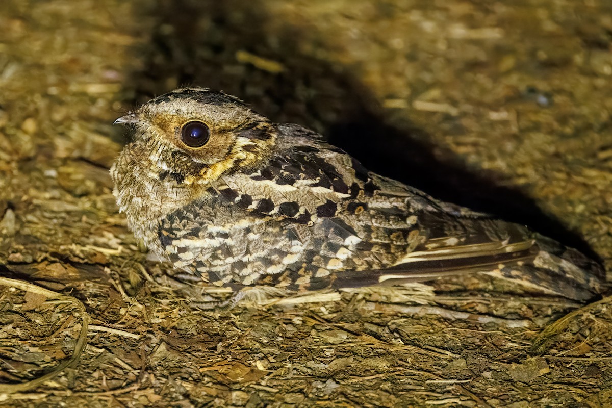 Fiery-necked Nightjar - ML643970707