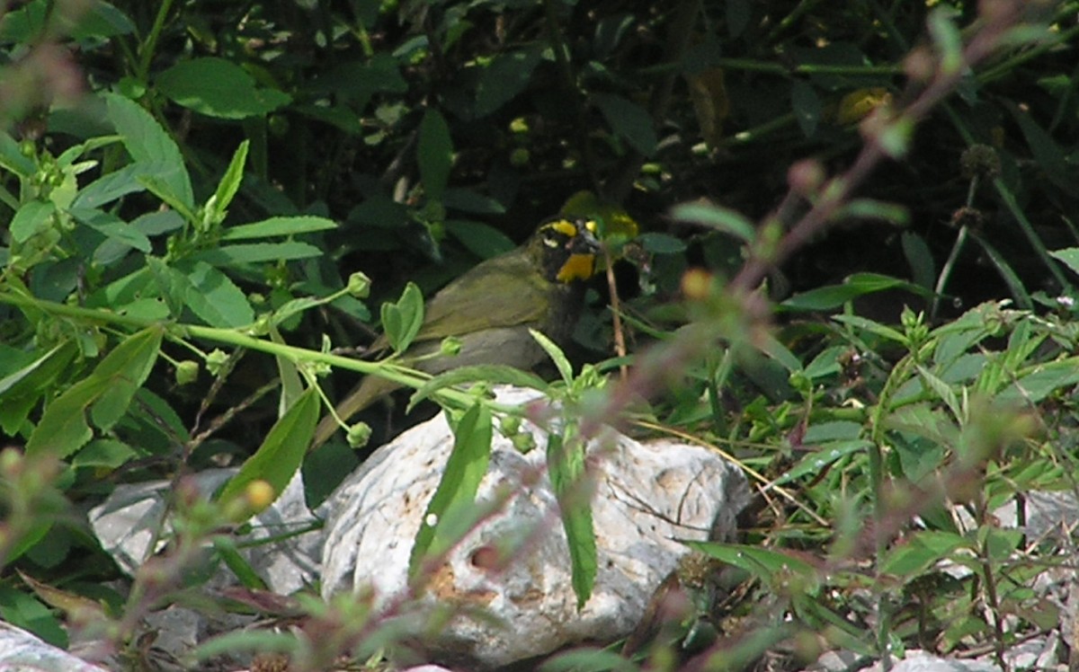 Yellow-faced Grassquit - ML643970749