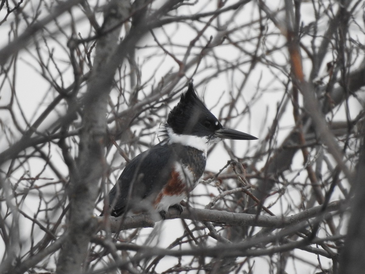 Рибалочка-чубань північний - ML643970752
