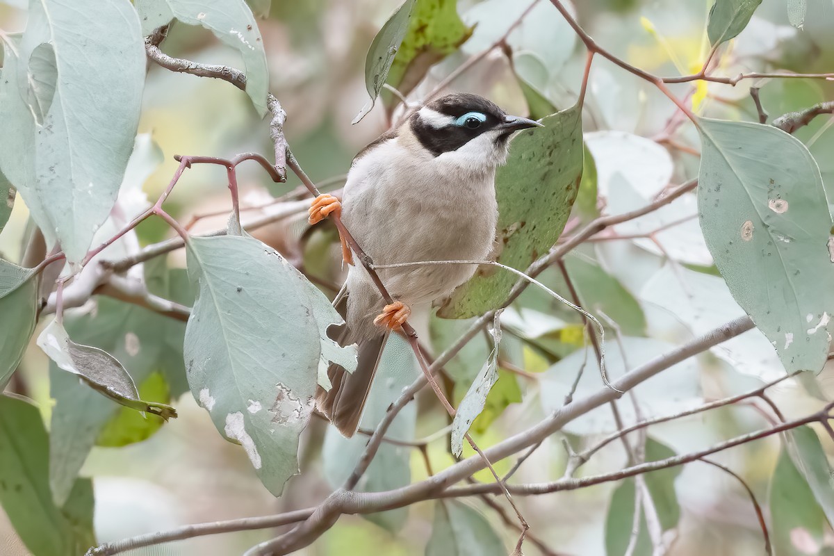 ノドグロハチマキミツスイ - ML643970769
