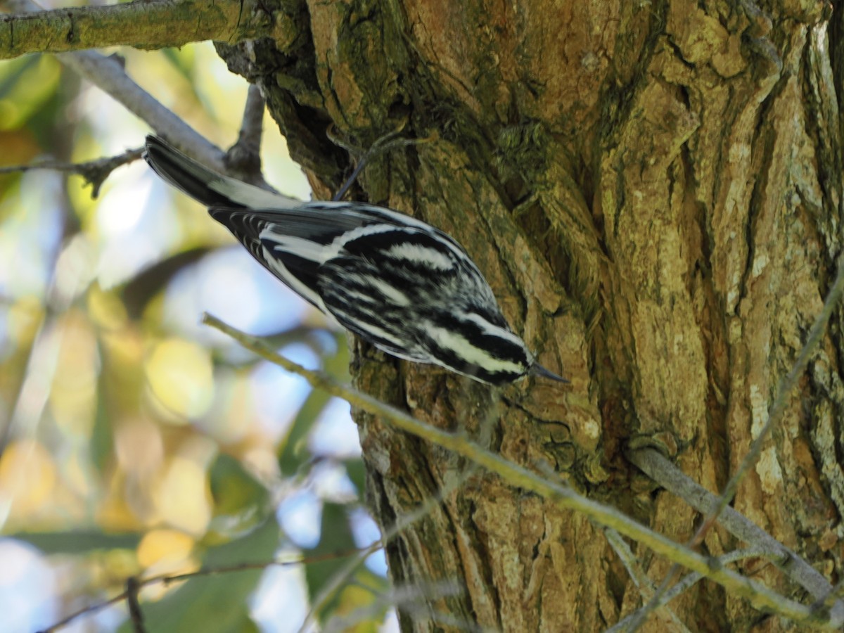 Black-and-white Warbler - ML643970773