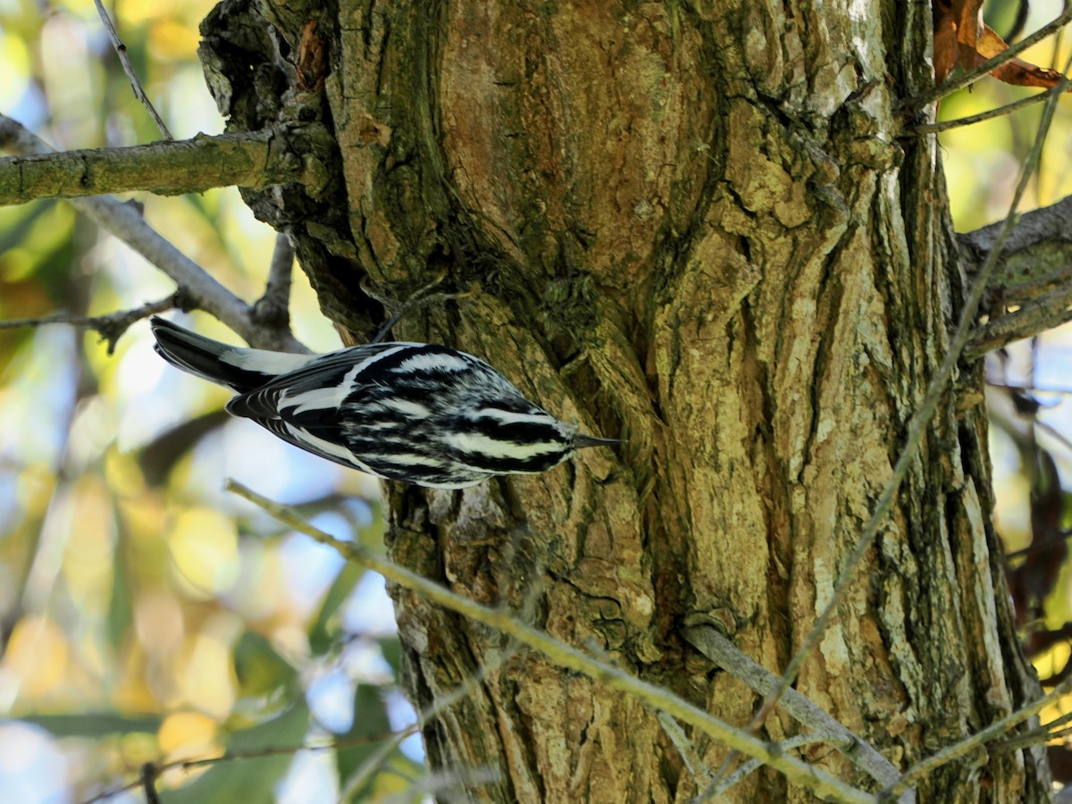 Black-and-white Warbler - ML643970774