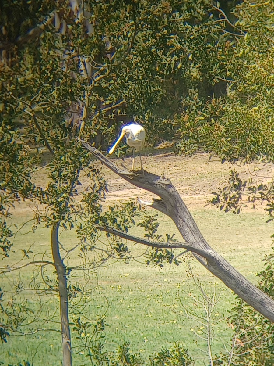 Spatule à bec jaune - ML643970775
