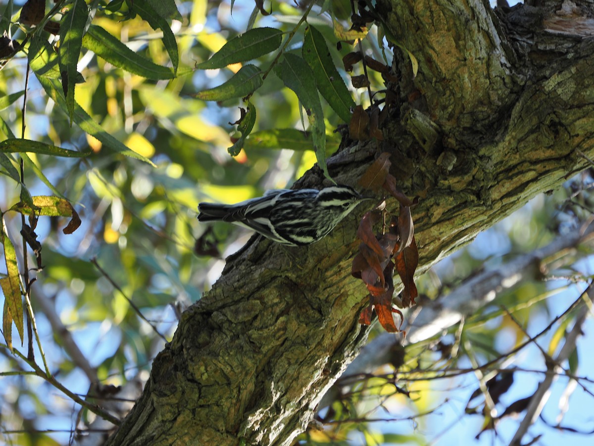 Black-and-white Warbler - ML643970776