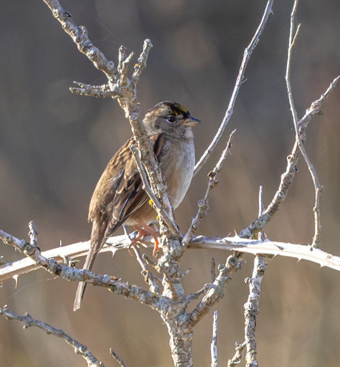 Golden-crowned Sparrow - ML643970799