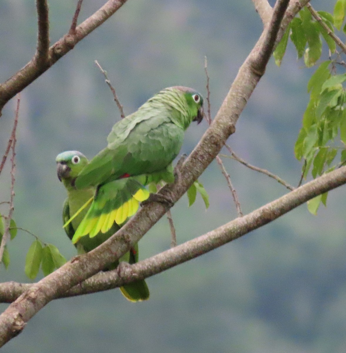 ムジボウシインコ - ML643970808