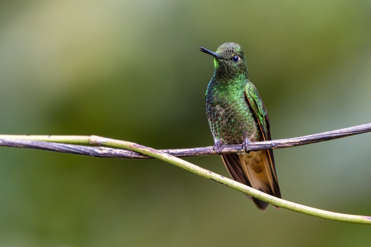 Buff-tailed Coronet - ML643970811
