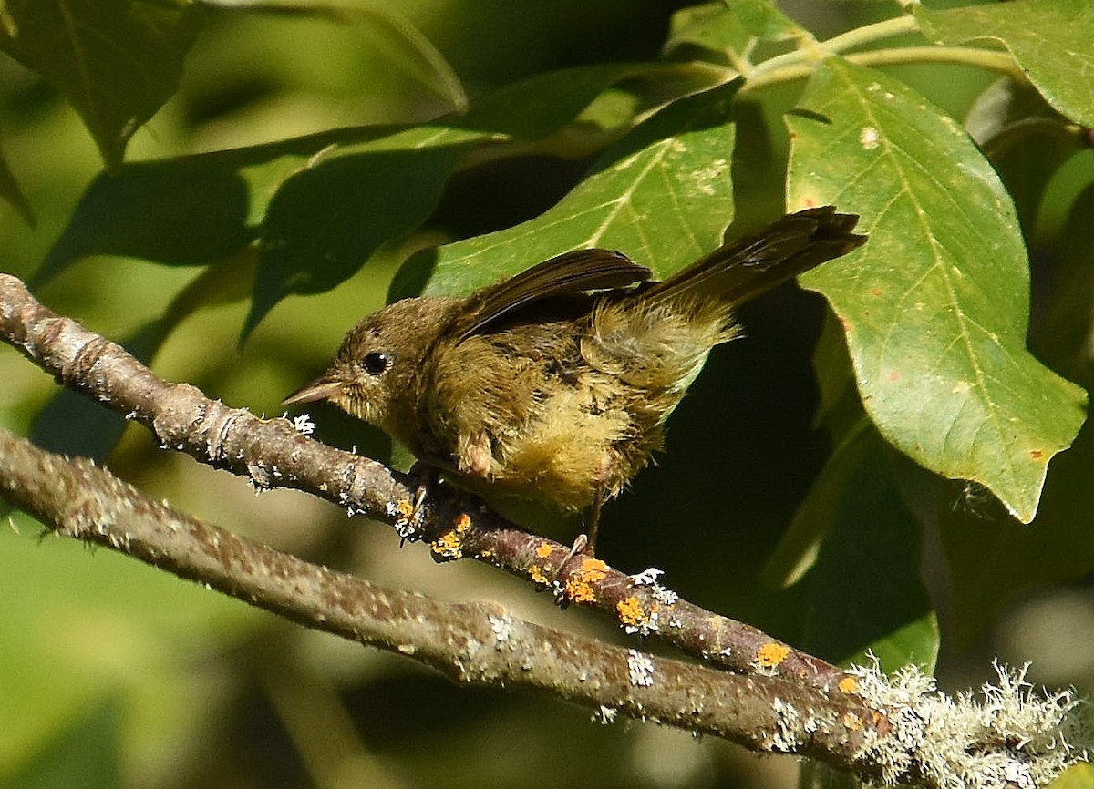 Common Yellowthroat - ML643970817
