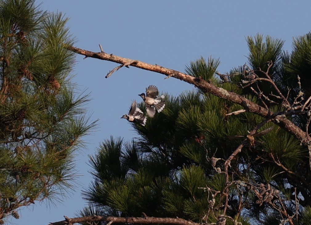 Blue Jay - ML643970849