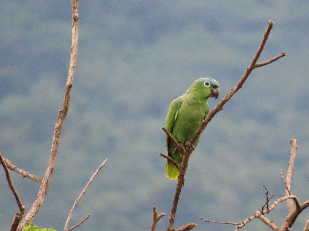 ムジボウシインコ - ML643970850
