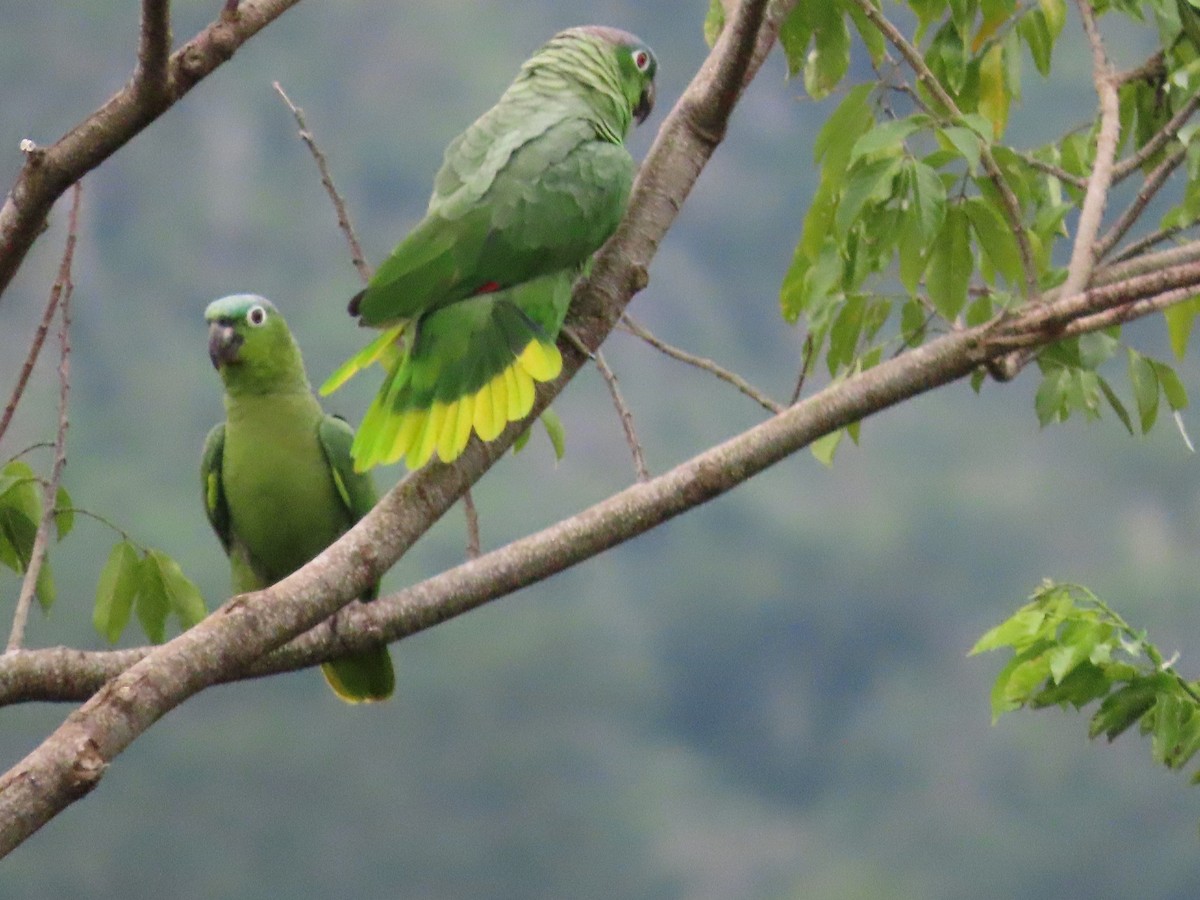 ムジボウシインコ - ML643970851