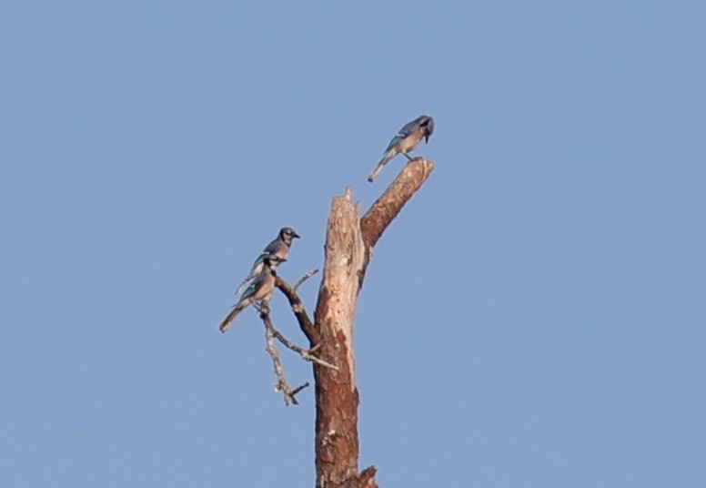 Blue Jay - ML643970858