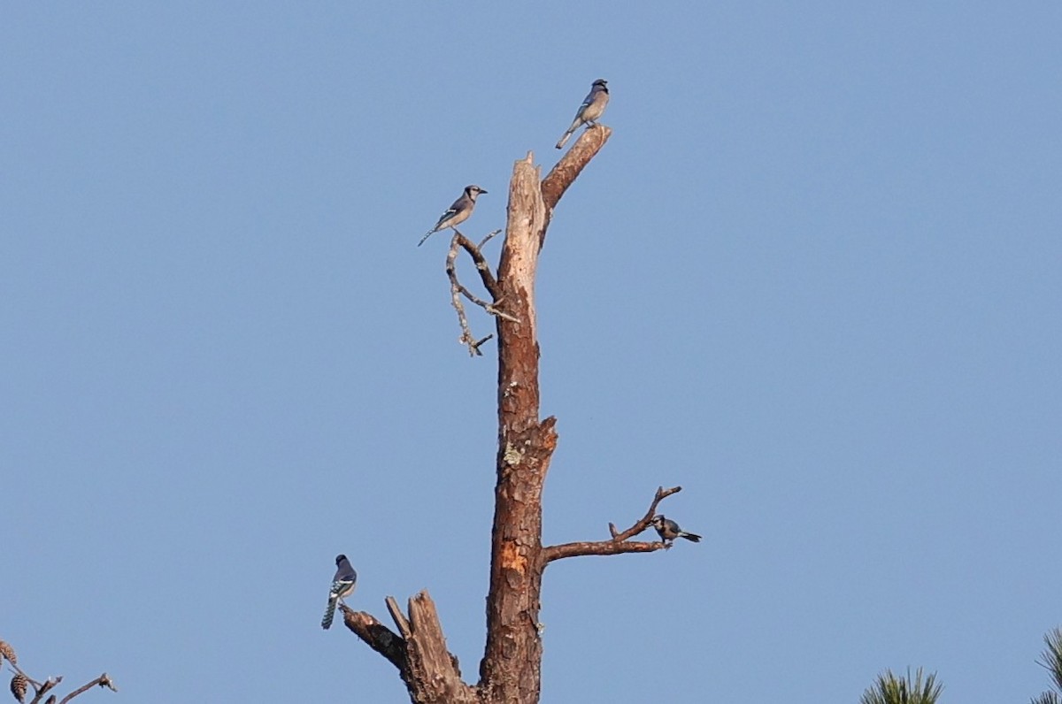 Blue Jay - ML643970859