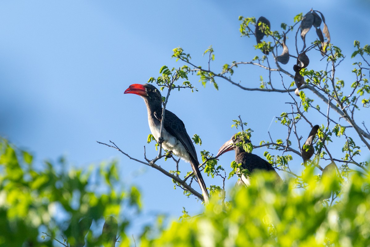 Crowned Hornbill - ML643970899