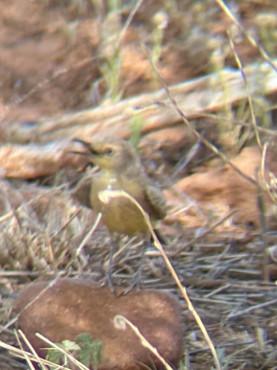 Gibberbird - ML643970909