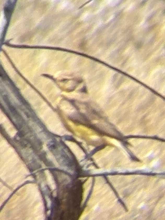 Gibberbird - ML643970912