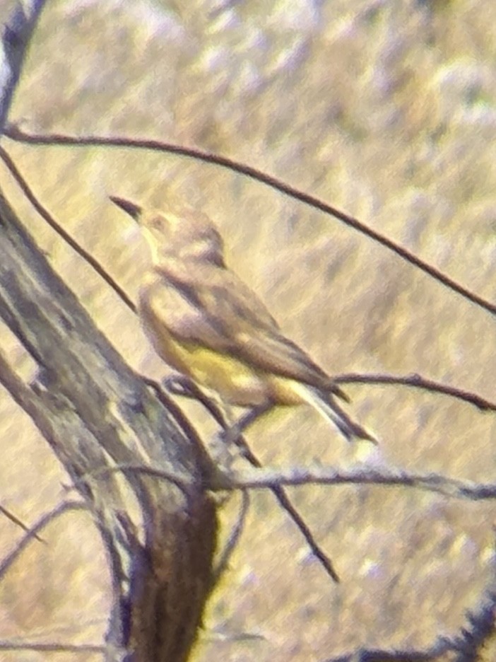 Gibberbird - ML643970914