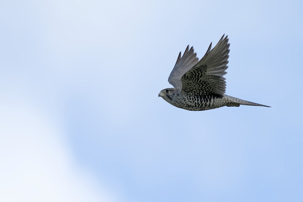 Gerfalke - ML643970963