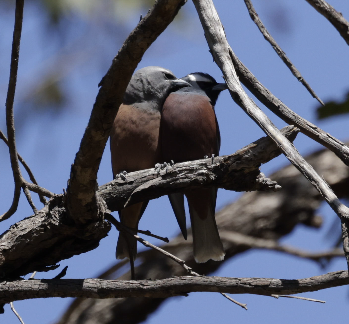 White-browed Woodswallow - ML643970967