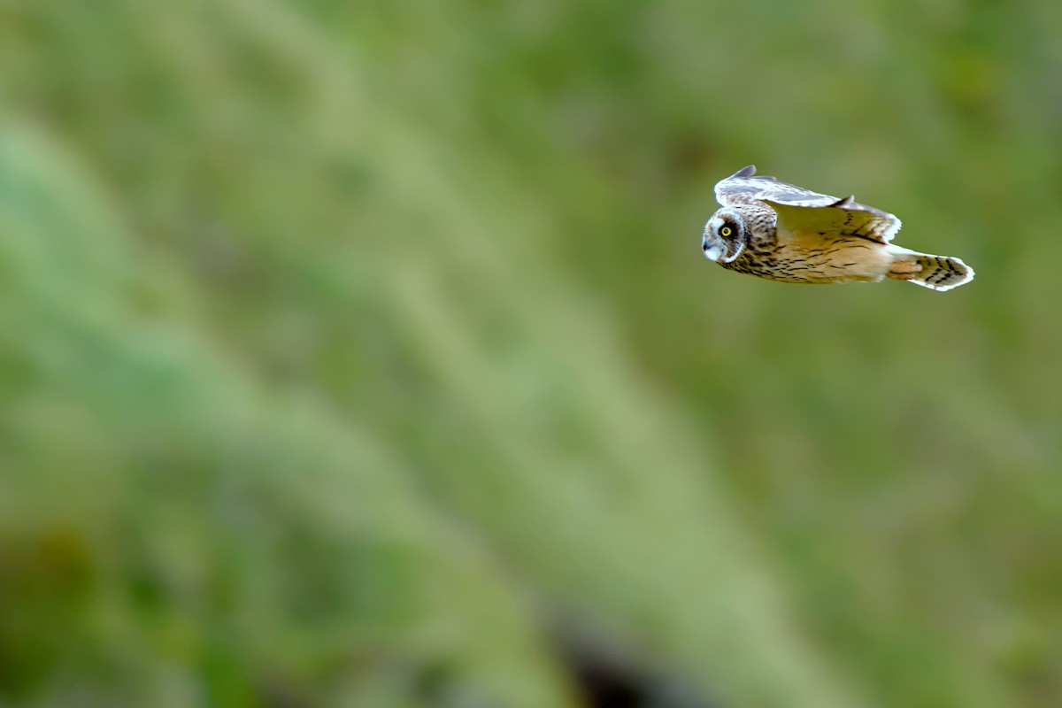 Short-eared Owl - ML643970968