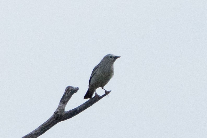 gråhodestær - ML643970969