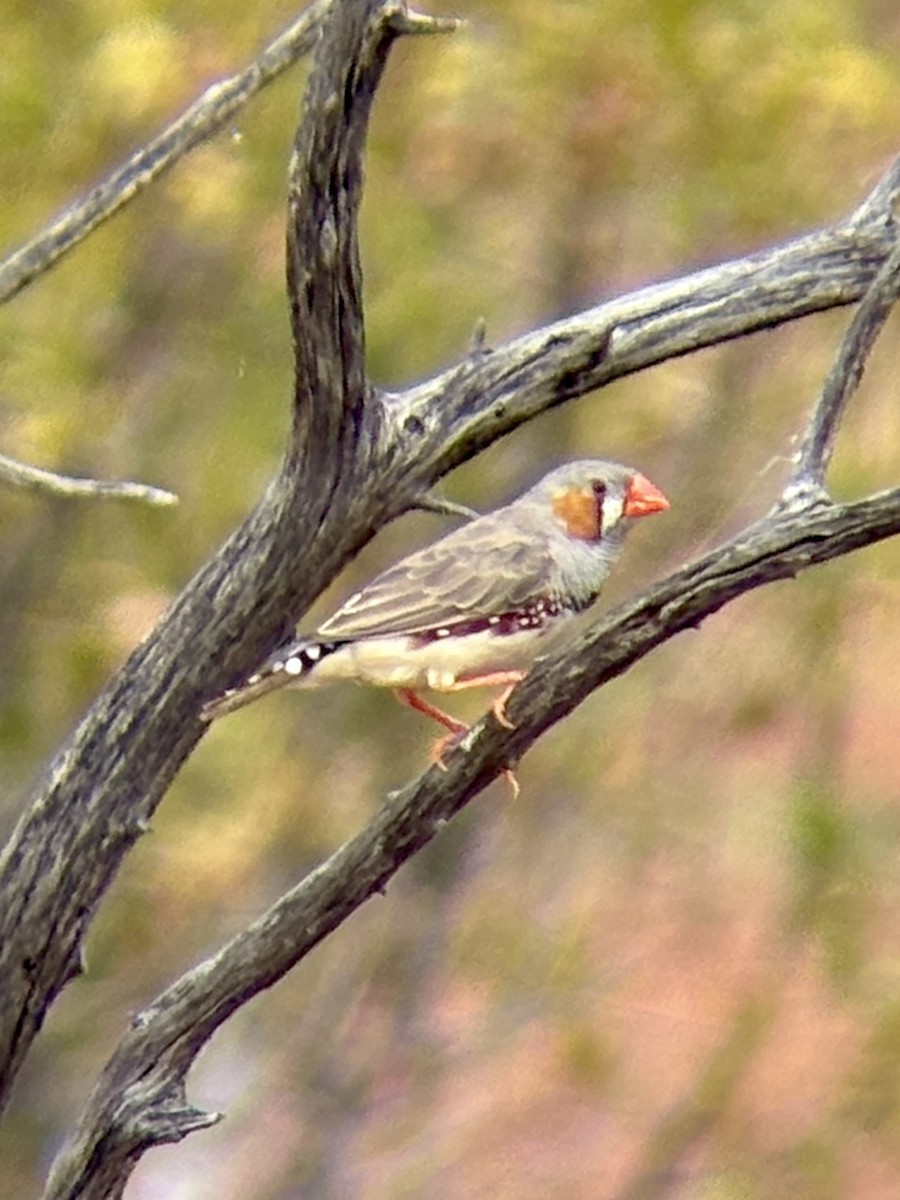 Діамантник зебровий - ML643970977