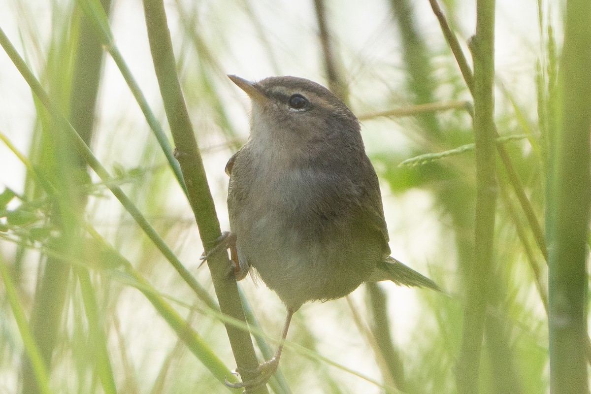 Бүхт дууч шувуу - ML643971007