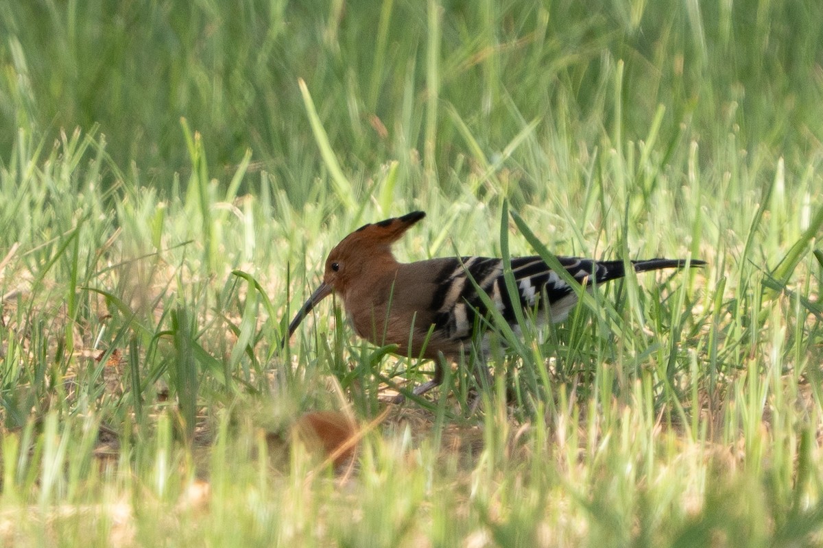 Eurasian Hoopoe - ML643971031