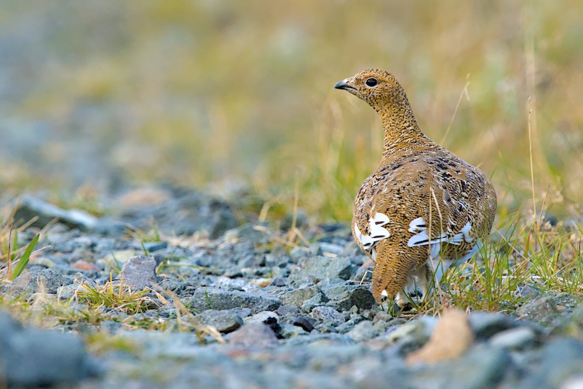 Rock Ptarmigan - Andy Bankert