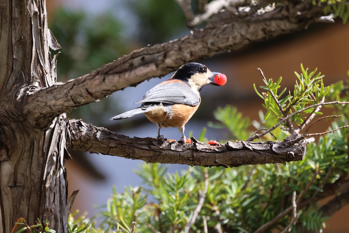Mésange variée - ML643971037
