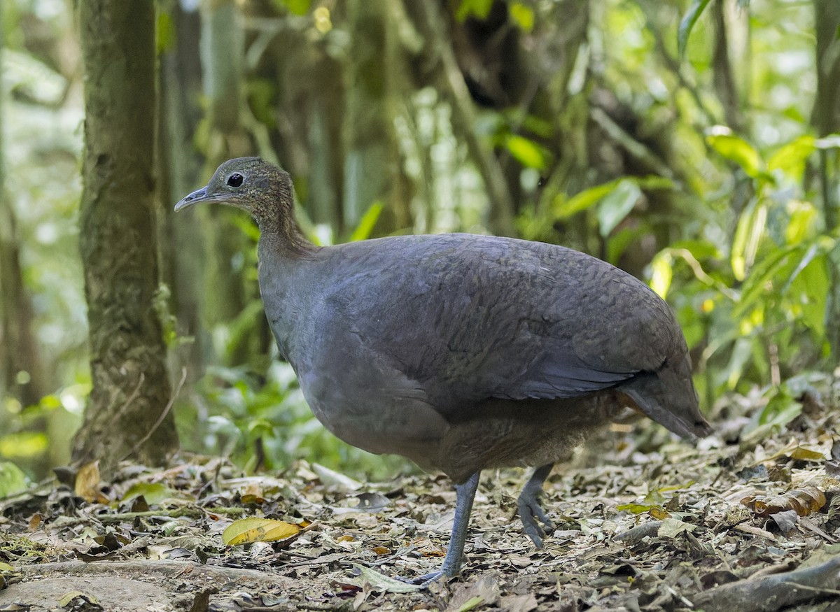 Solitary Tinamou - ML643971043