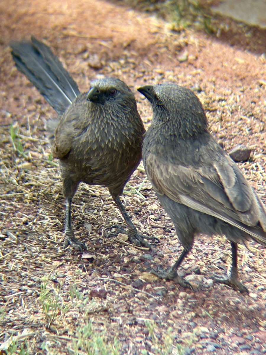 Apostlebird - ML643971044