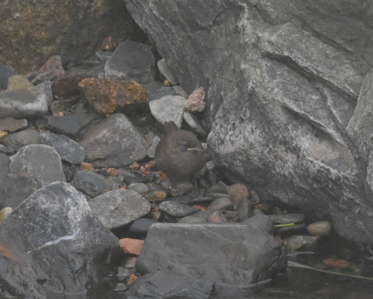 Eurasian Wren (Shetland) - ML643971046