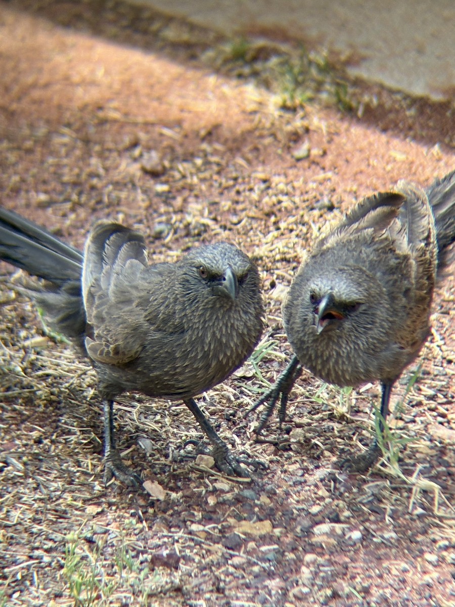 Apostlebird - ML643971047