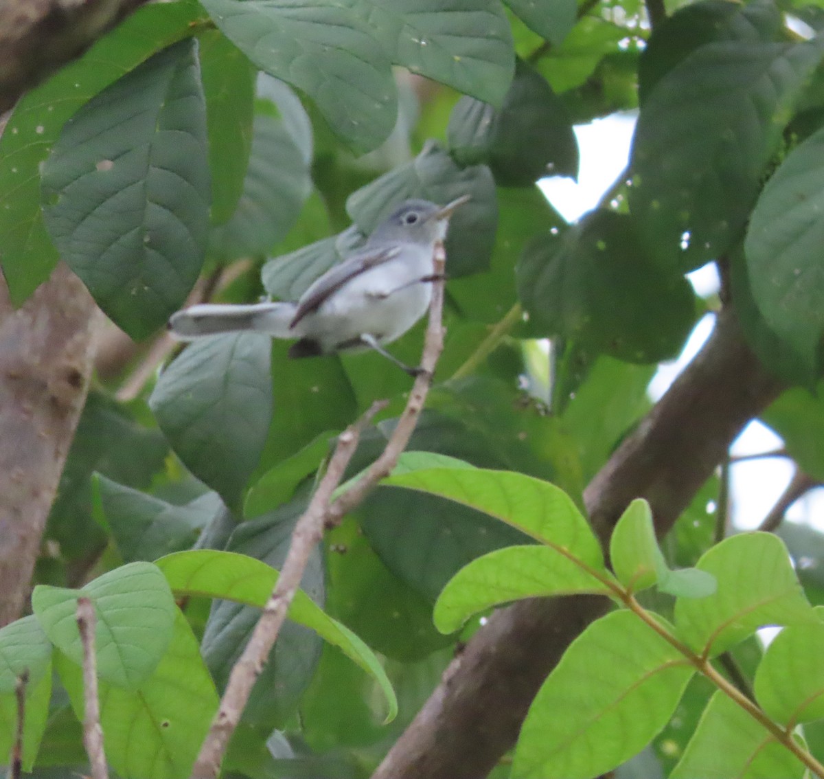 Blue-gray Gnatcatcher - ML643971049