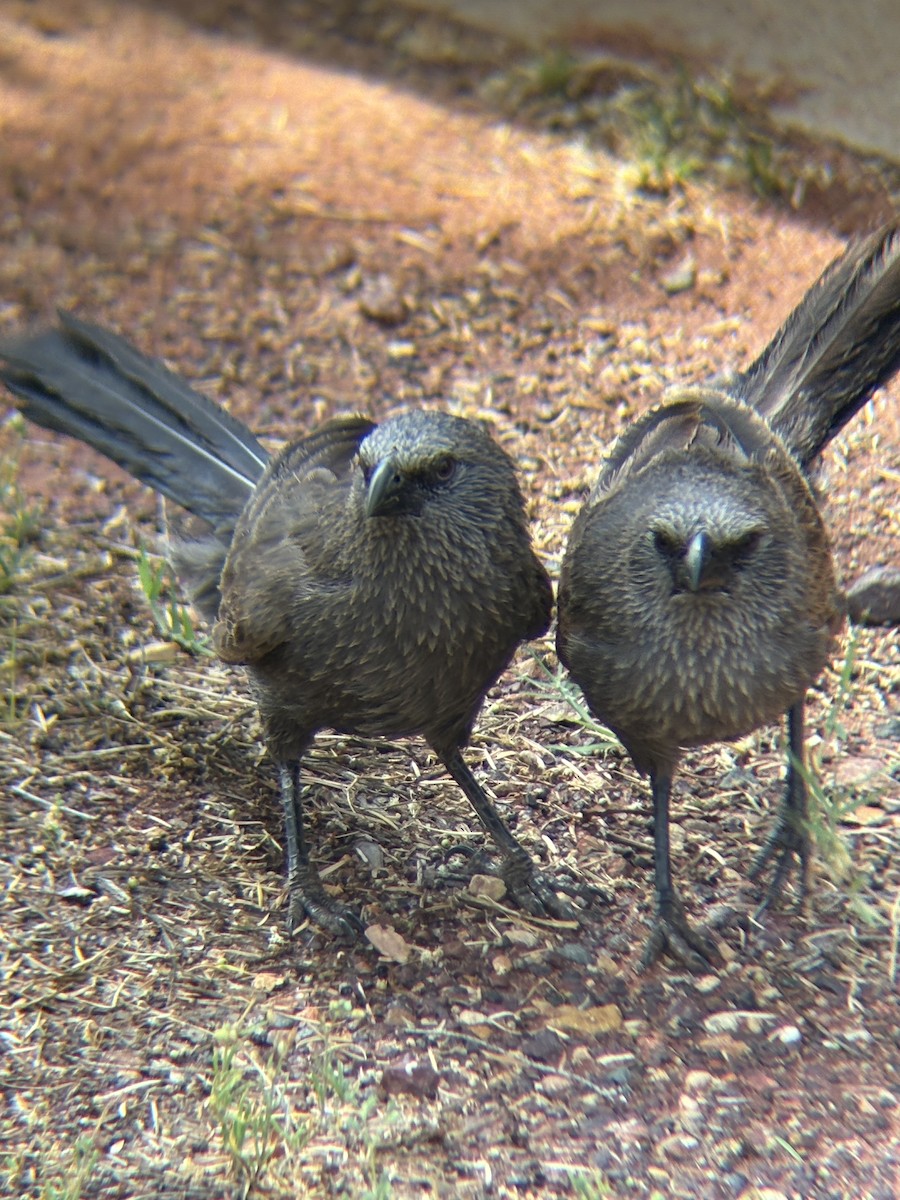 Apostlebird - ML643971055