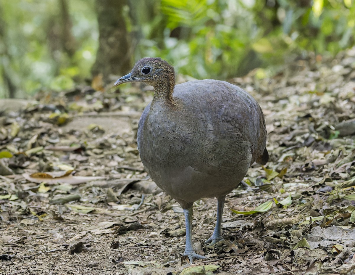 Solitary Tinamou - ML643971060