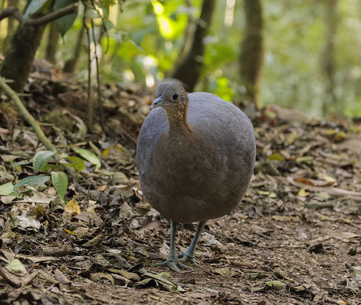 Solitary Tinamou - ML643971061
