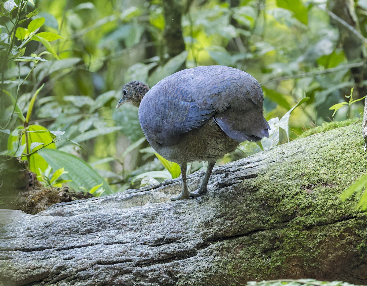Solitary Tinamou - ML643971063