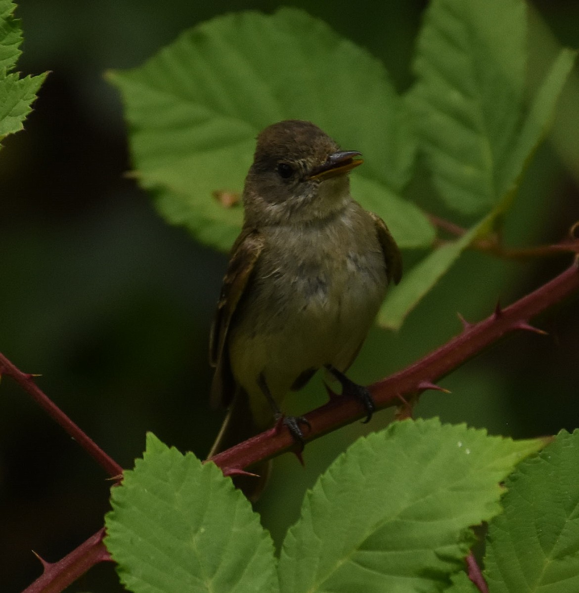 Willow Flycatcher - ML643971068