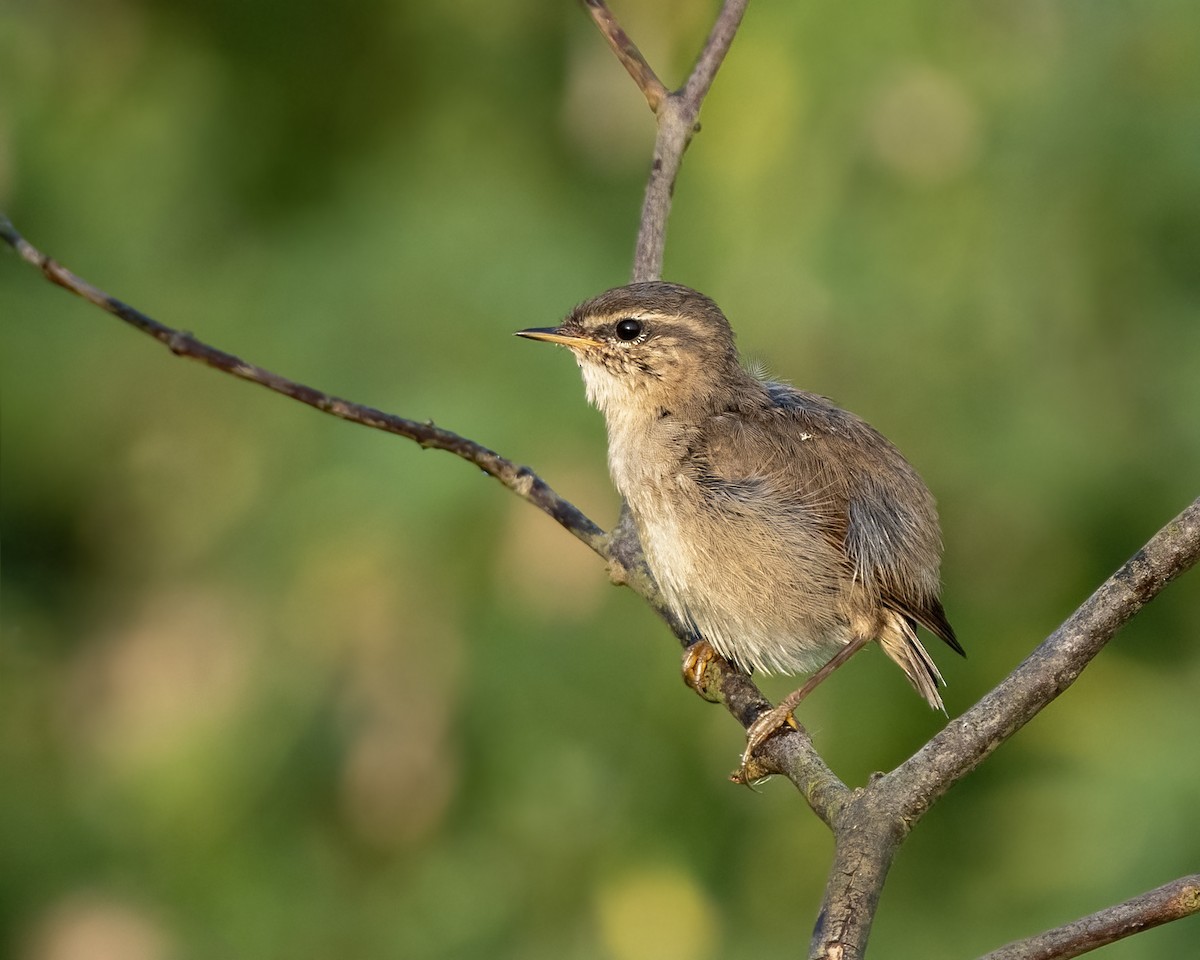 Бүхт дууч шувуу - ML643971071