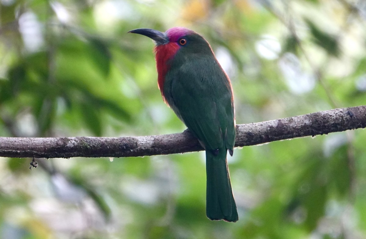 rødskjeggbieter - ML643971090