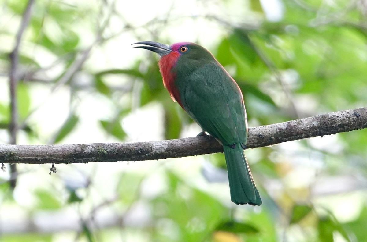 rødskjeggbieter - ML643971091