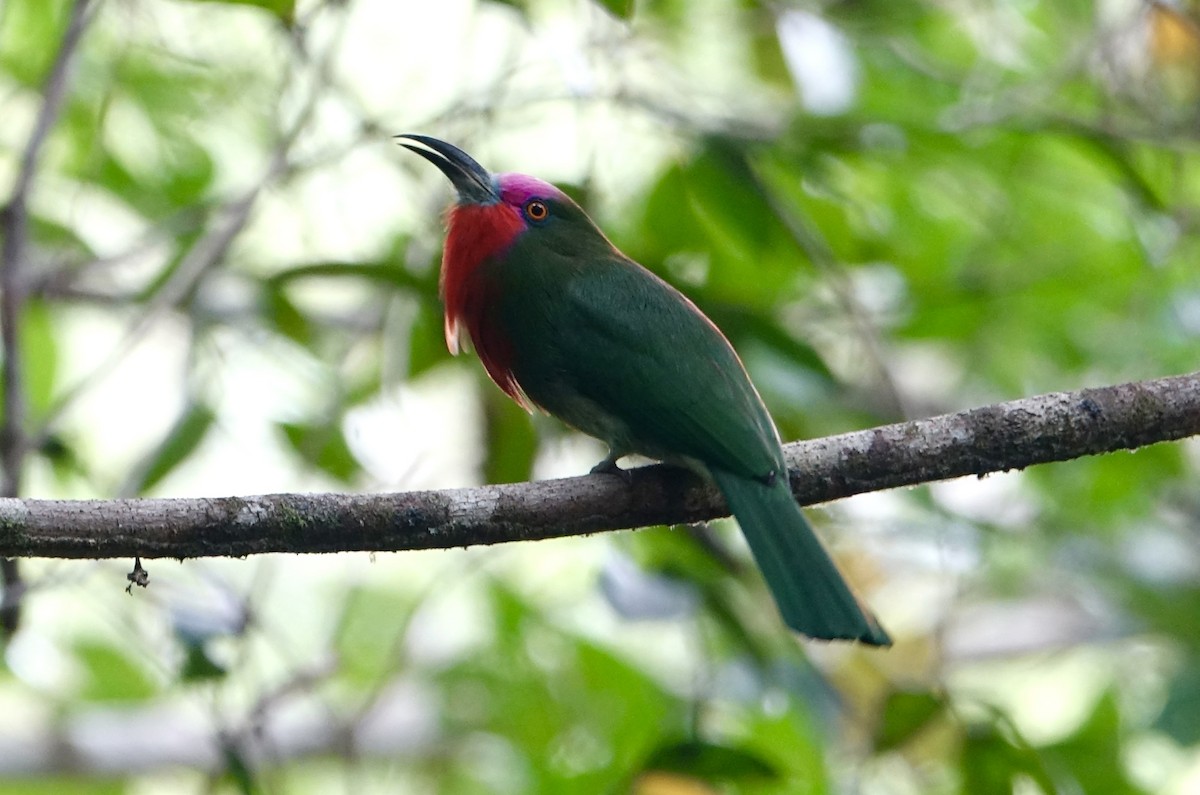 rødskjeggbieter - ML643971092