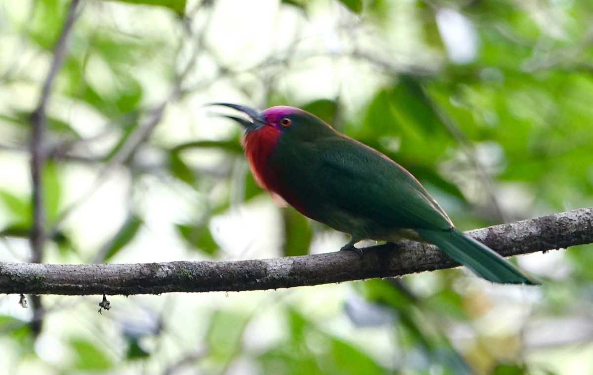 rødskjeggbieter - ML643971093